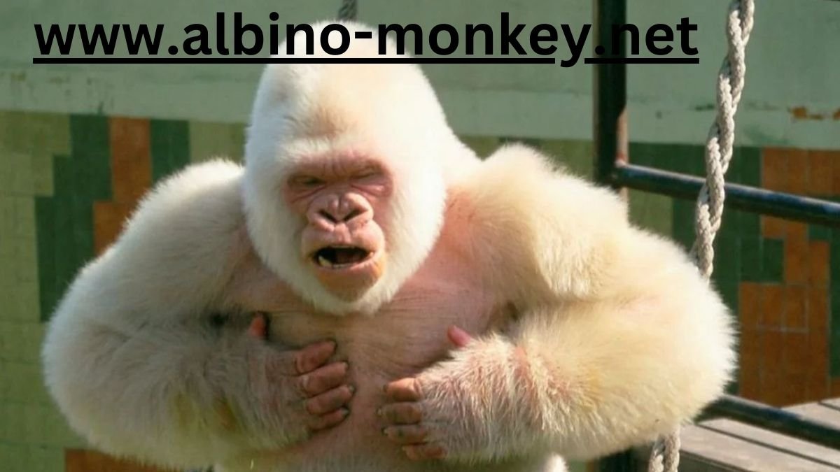 www.albino-monkey.net